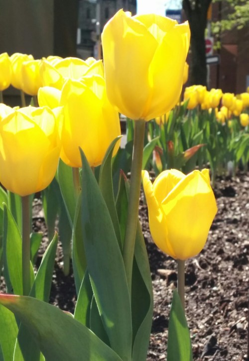 Ottawa tulips.jpeg