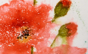 fresh poppies detail Heather Telford