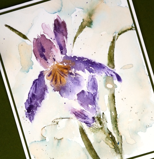 dsc_1336-purple-iris-close-up-heather-telford