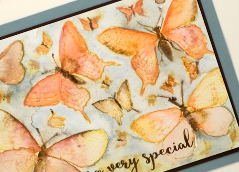 so very special butterflies closeup Heather Telford