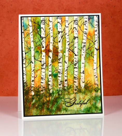 fall birch trees Heather Telford