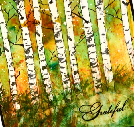  fall birch closeup Heather Telford