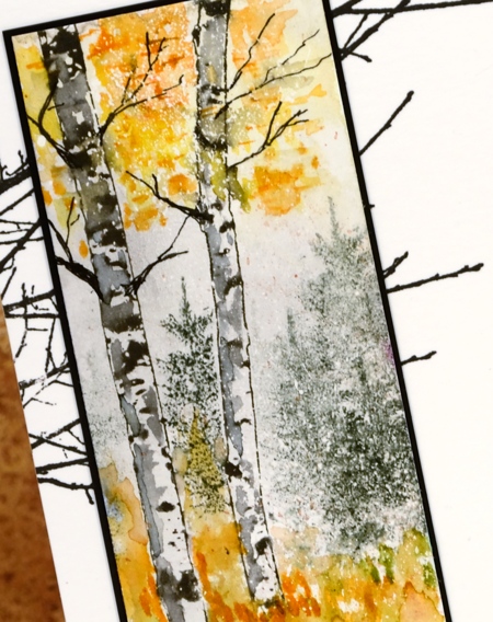 birch closeup Heather Telford