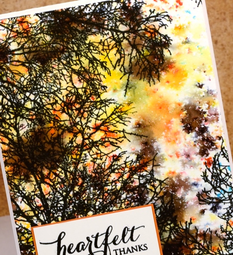 Autumn Skyward closeup Heather Telford