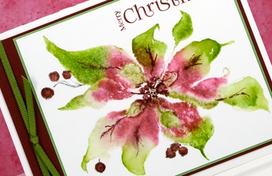 Pink & greeen poinsettia close up Heather Telford