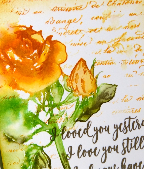 Yellow rose close up