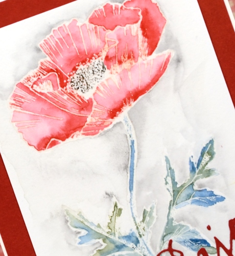 poppy close up Heather Telford